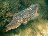 Cuttle fish - Plymouth